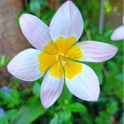 Festtelt 6 Meter Brede