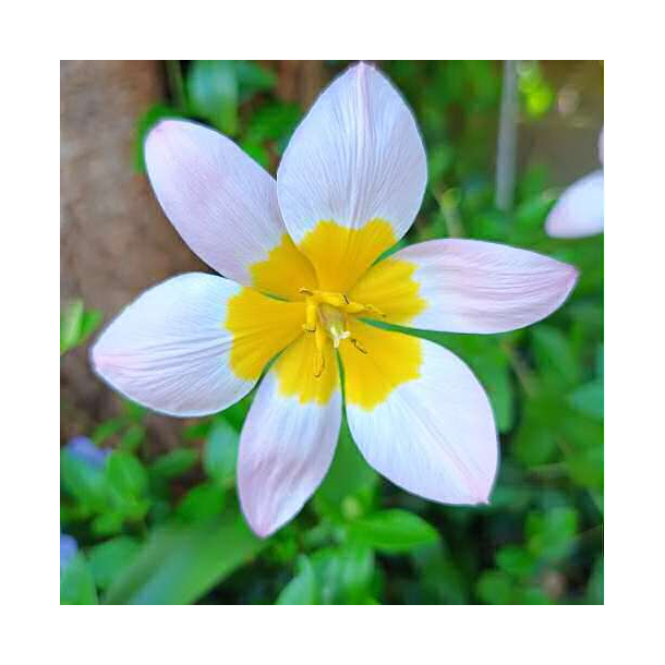 Festtelt 6 Meter Brede