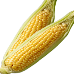 Majs Korn Sk med 22,7KG