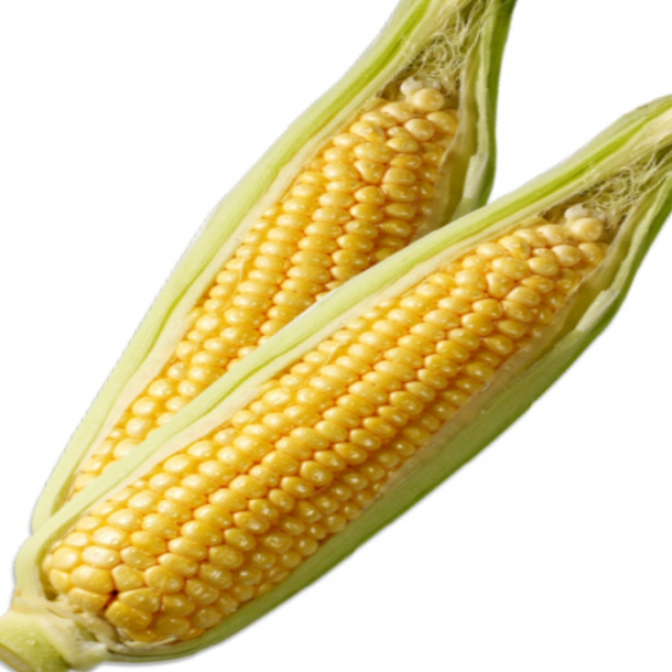 Majs Korn Sk med 22,7KG